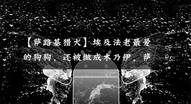 【萨路基猎犬】埃及法老最爱的狗狗，还被做成木乃伊，萨路基猎犬什么来头？