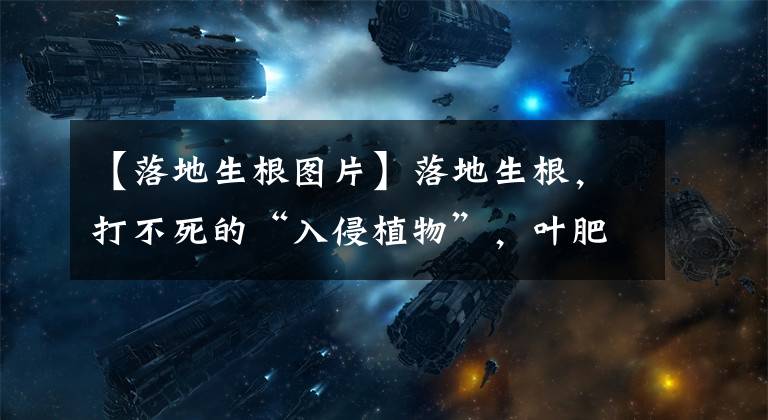 【落地生根图片】落地生根，打不死的“入侵植物”，叶肥肥花好看，还能嫁接长寿花