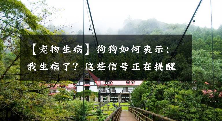 【宠物生病】狗狗如何表示：我生病了？这些信号正在提醒你