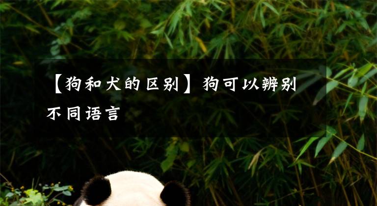【狗和犬的区别】狗可以辨别不同语言