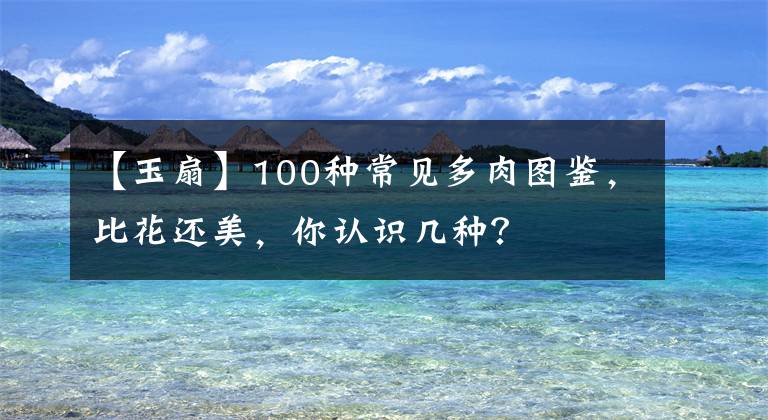 【玉扇】100种常见多肉图鉴，比花还美，你认识几种？