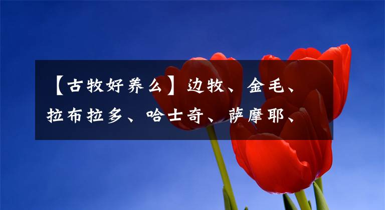 【古牧好养么】边牧、金毛、拉布拉多、哈士奇、萨摩耶、阿拉斯加哪种狗好养