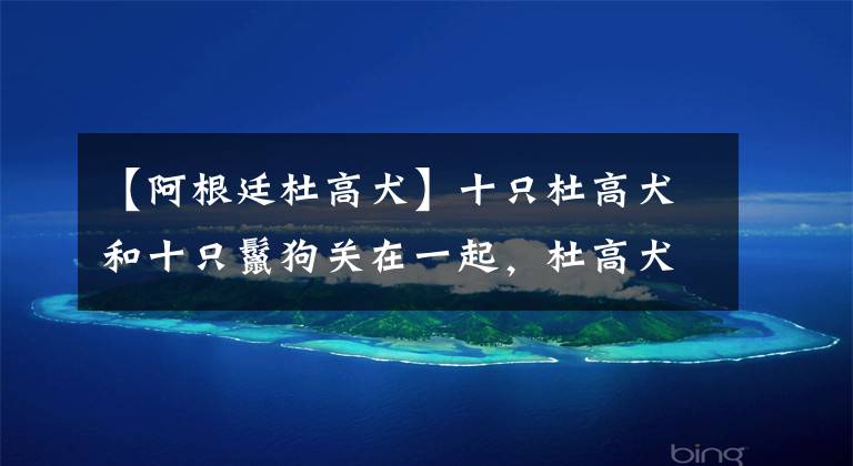 【阿根廷杜高犬】十只杜高犬和十只鬣狗关在一起，杜高犬能否打赢非洲鬣狗呢？