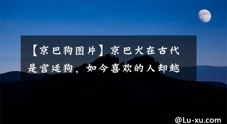 【京巴狗图片】京巴犬在古代是宫廷狗，如今喜欢的人却越来越少，这些原因很扎心