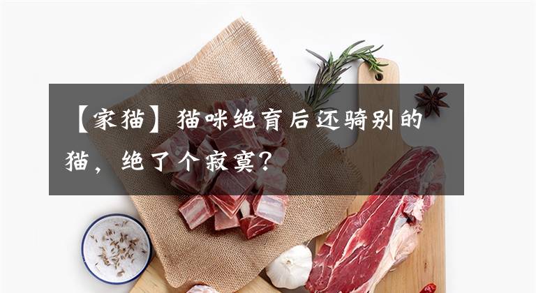 【家猫】猫咪绝育后还骑别的猫，绝了个寂寞？