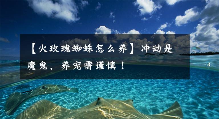 【火玫瑰蜘蛛怎么养】冲动是魔鬼，养宠需谨慎！