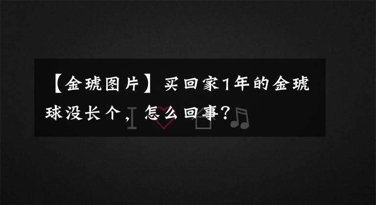 【金琥图片】买回家1年的金琥球没长个，怎么回事？