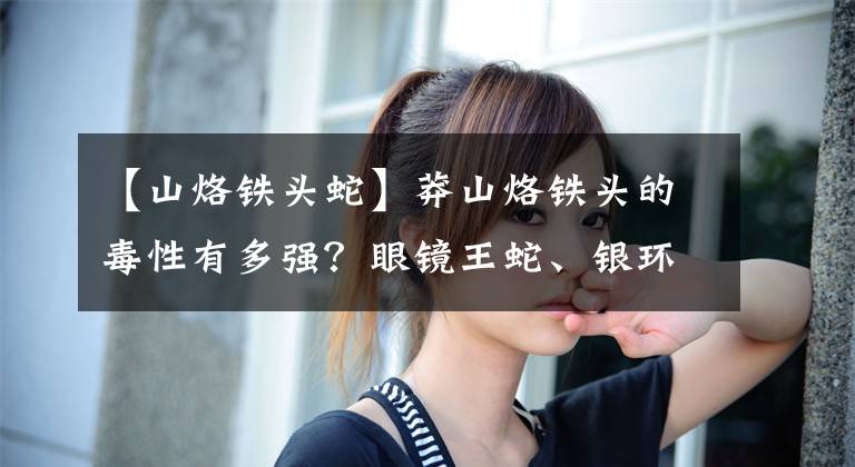 【山烙铁头蛇】莽山烙铁头的毒性有多强？眼镜王蛇、银环蛇和它相比，谁更危险？