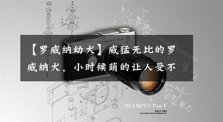 【罗威纳幼犬】威猛无比的罗威纳犬，小时候萌的让人受不了，怎么会这么可爱？