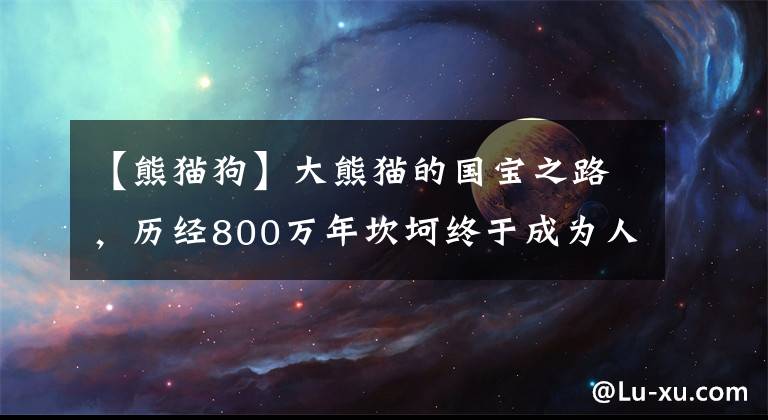 【熊猫狗】大熊猫的国宝之路，历经800万年坎坷终于成为人人所爱