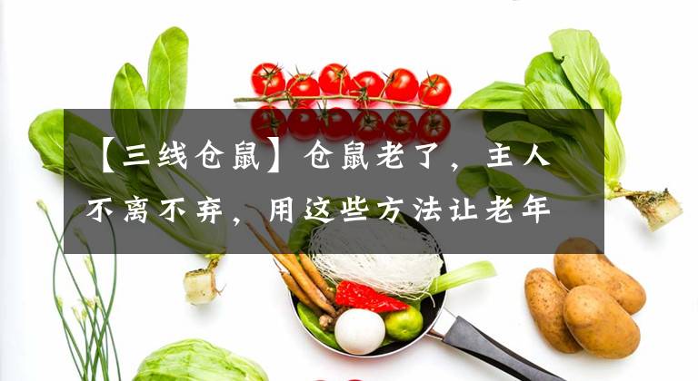 【三线仓鼠】仓鼠老了，主人不离不弃，用这些方法让老年仓鼠安享晚年