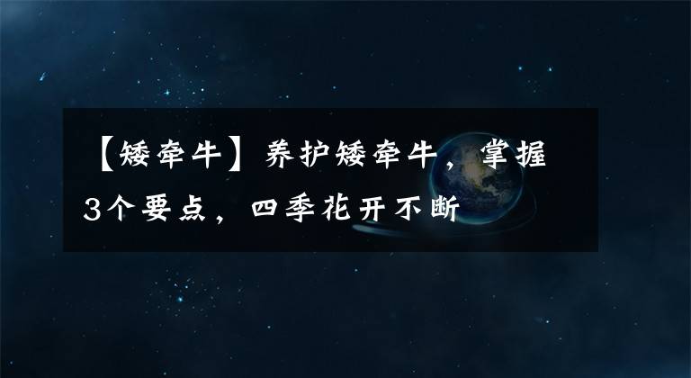 【矮牵牛】养护矮牵牛，掌握3个要点，四季花开不断