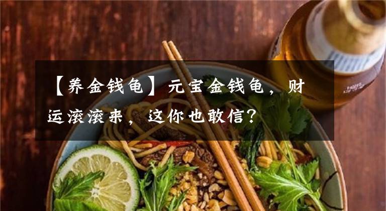 【养金钱龟】元宝金钱龟，财运滚滚来，这你也敢信？