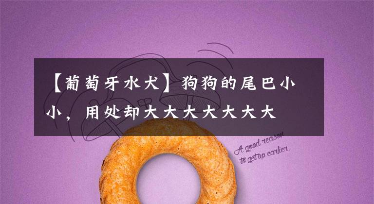 【葡萄牙水犬】狗狗的尾巴小小，用处却大大大大大大大