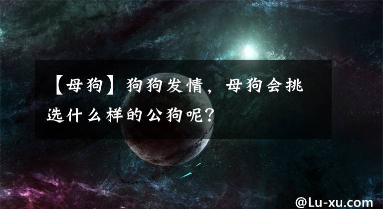 【母狗】狗狗发情，母狗会挑选什么样的公狗呢？