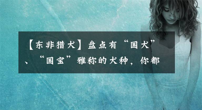【东非猎犬】盘点有“国犬”、“国宝”雅称的犬种，你都见过那些呢？