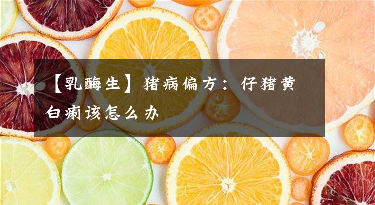 【乳酶生】猪病偏方：仔猪黄白痢该怎么办