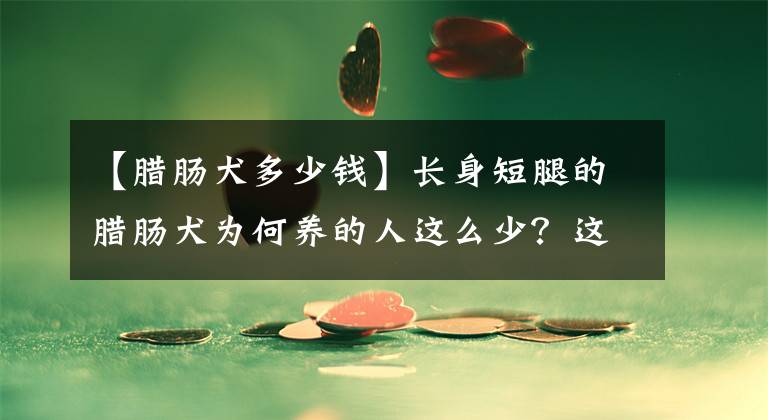 【腊肠犬多少钱】长身短腿的腊肠犬为何养的人这么少？这6点也许是原因