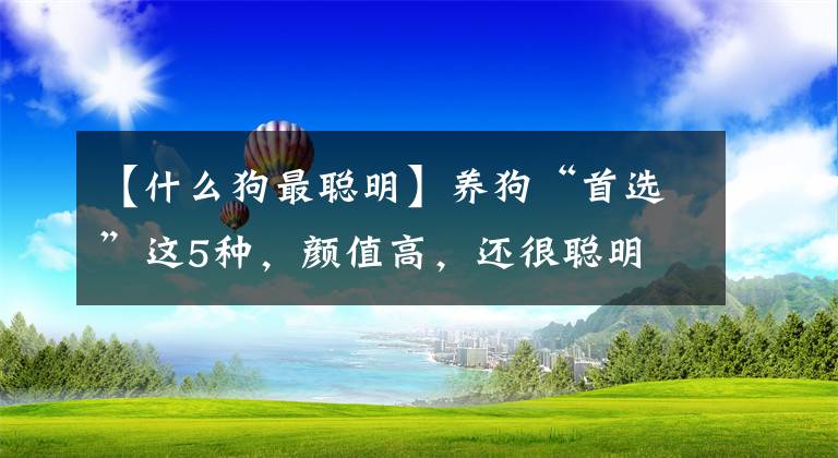 【什么狗最聪明】养狗“首选”这5种，颜值高，还很聪明