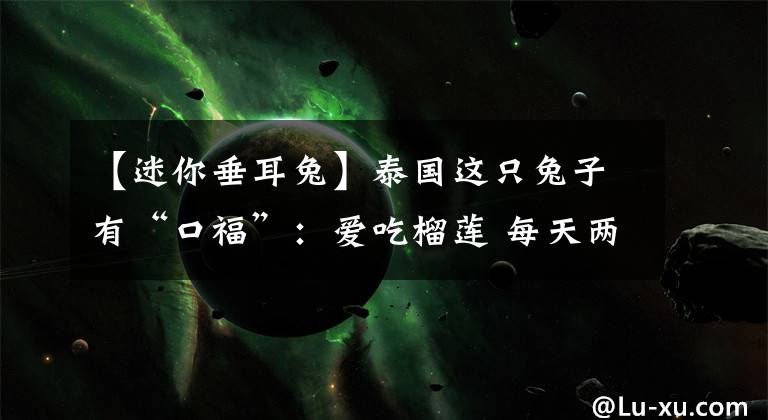 【迷你垂耳兔】泰国这只兔子有“口福”：爱吃榴莲 每天两瓣