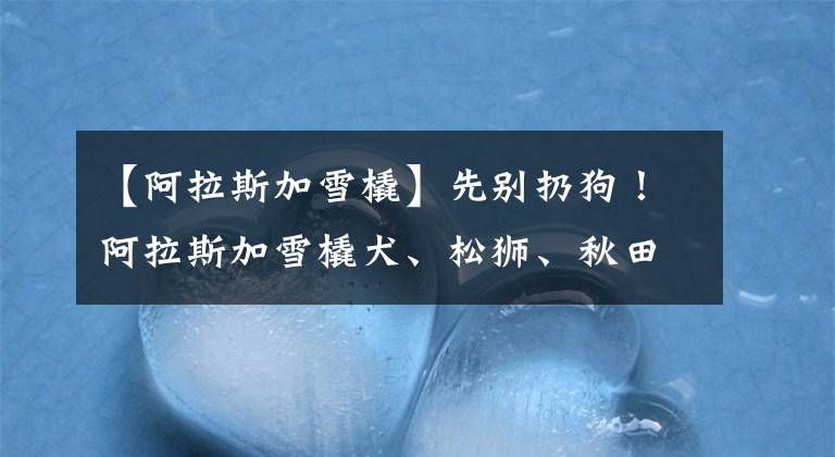 【阿拉斯加雪橇】先别扔狗！阿拉斯加雪橇犬、松狮、秋田犬等6种狗或无需禁养