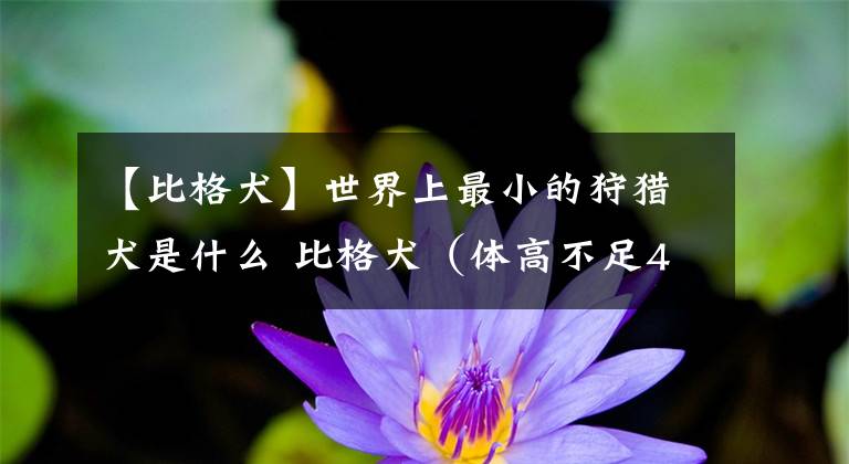 【比格犬】世界上最小的狩猎犬是什么 比格犬（体高不足41厘米）
