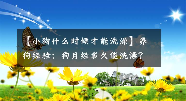 【小狗什么时候才能洗澡】养狗经验：狗月经多久能洗澡？