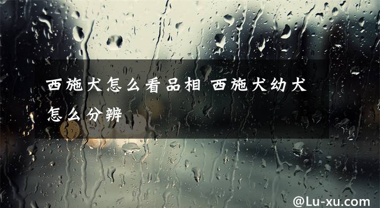 西施犬怎么看品相 西施犬幼犬怎么分辨
