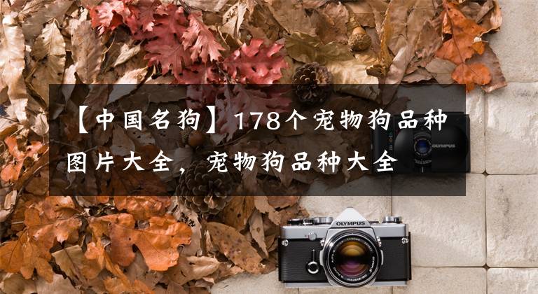 【中国名狗】178个宠物狗品种图片大全，宠物狗品种大全