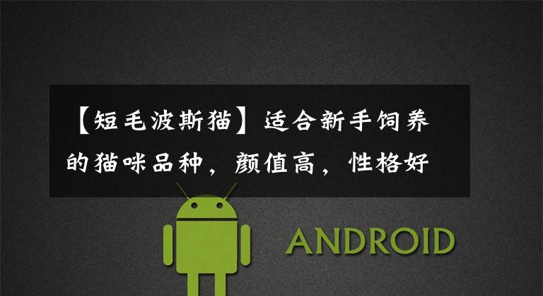 【短毛波斯猫】适合新手饲养的猫咪品种，颜值高，性格好，一见你就忘不了