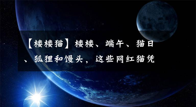 【楼楼猫】楼楼、端午、猫日、狐狸和馒头，这些网红猫凭什么能成为喵届的“国际巨星”？
