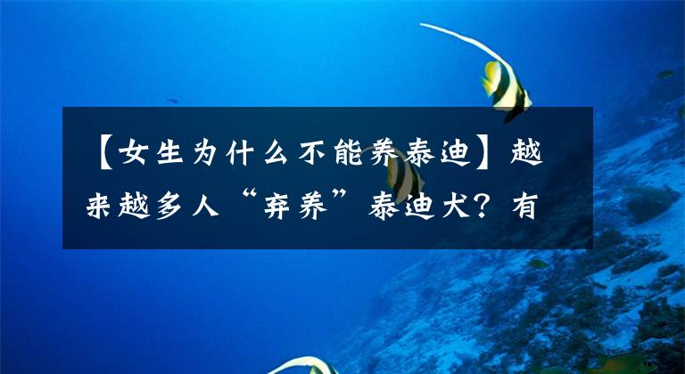 【女生为什么不能养泰迪】越来越多人“弃养”泰迪犬？有这5大原因
