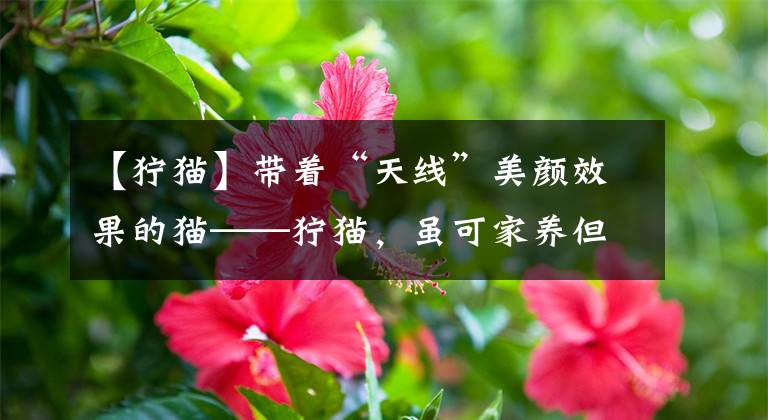 【狞猫】带着“天线”美颜效果的猫——狞猫，虽可家养但是需要千万小心