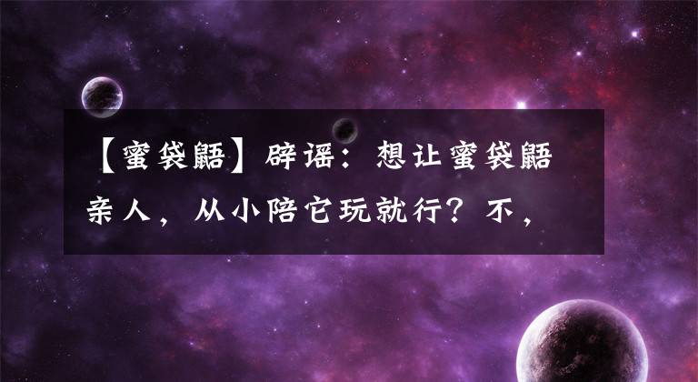【蜜袋鼯】辟谣：想让蜜袋鼯亲人，从小陪它玩就行？不，铲屎官可以手动喂养