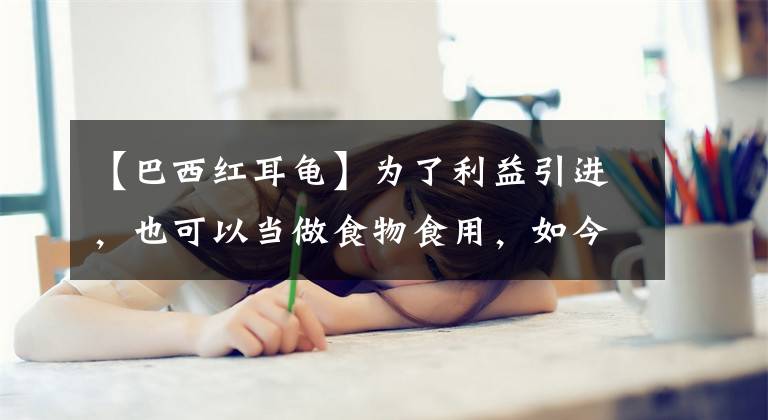 【巴西红耳龟】为了利益引进，也可以当做食物食用，如今却成危险物种之一