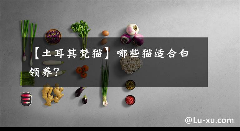 【土耳其梵猫】哪些猫适合白领养？
