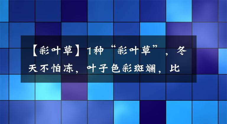 【彩叶草】1种“彩叶草”，冬天不怕冻，叶子色彩斑斓，比花还要美