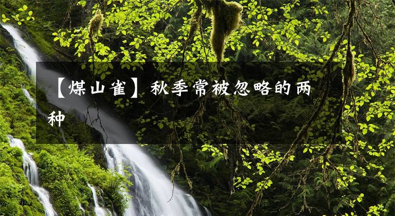 【煤山雀】秋季常被忽略的两种鹀