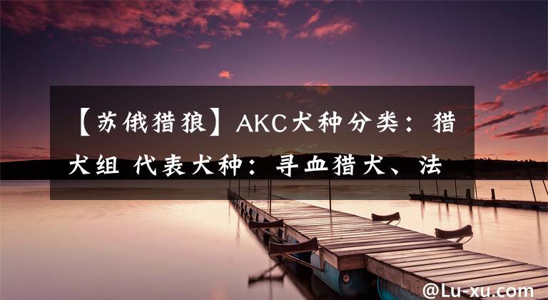 【苏俄猎狼】AKC犬种分类：猎犬组 代表犬种：寻血猎犬、法老王猎犬