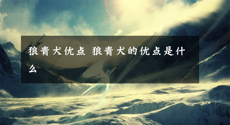 狼青犬优点 狼青犬的优点是什么