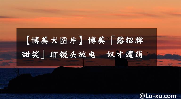 【博美犬图片】博美「露招牌甜笑」盯镜头放电　奴才遭萌晕：越来越可爱