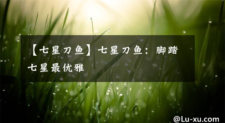 【七星刀鱼】七星刀鱼：脚踏七星最优雅