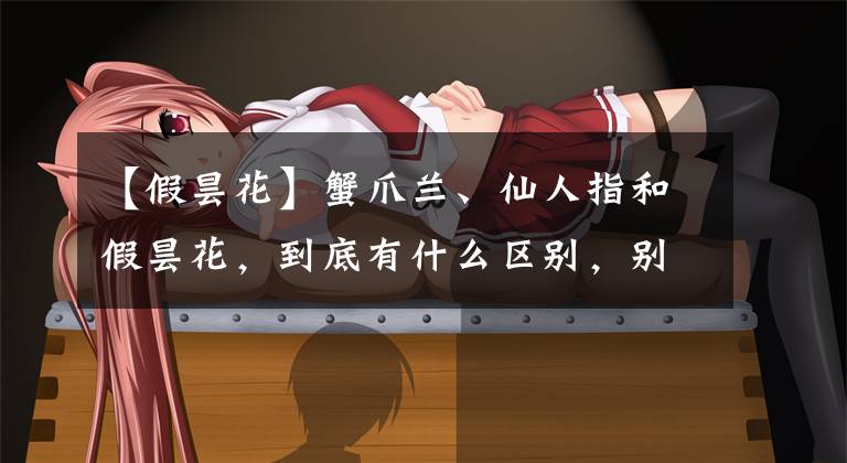 【假昙花】蟹爪兰、仙人指和假昙花，到底有什么区别，别再傻傻分不清了