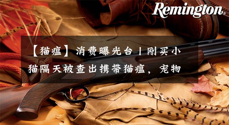 【猫瘟】消费曝光台丨刚买小猫隔天被查出携带猫瘟，宠物店：只换不退