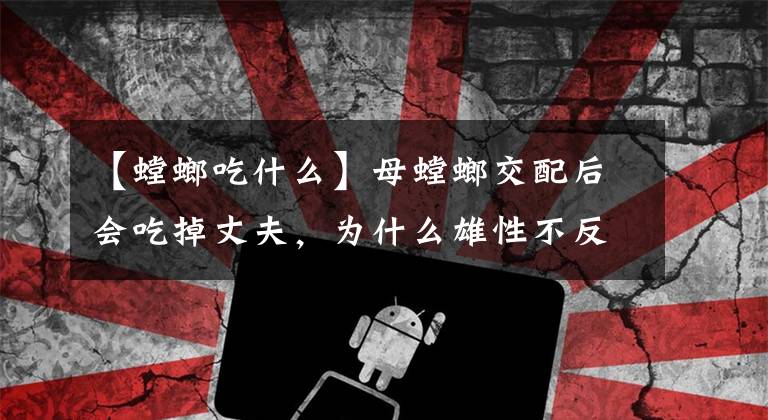 【螳螂吃什么】母螳螂交配后会吃掉丈夫，为什么雄性不反抗也不逃走呢？