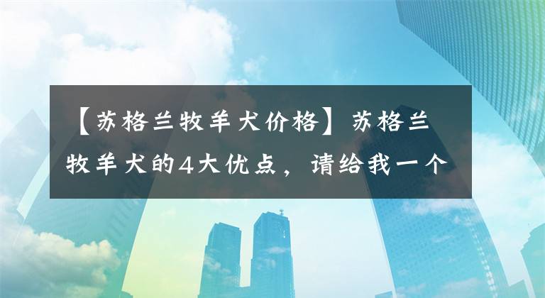 【苏格兰牧羊犬价格】苏格兰牧羊犬的4大优点，请给我一个不养它的理由
