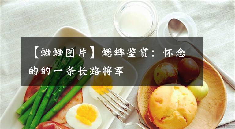 【蛐蛐图片】蟋蟀鉴赏：怀念的的一条长路将军