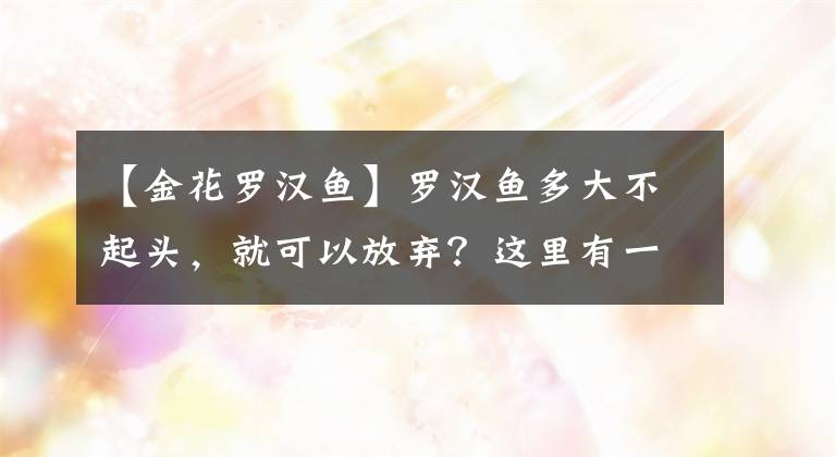 【金花罗汉鱼】罗汉鱼多大不起头，就可以放弃？这里有一个大致的参考比例