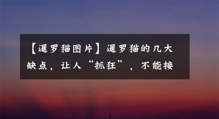 【暹罗猫图片】暹罗猫的几大缺点，让人“抓狂”，不能接受就别养