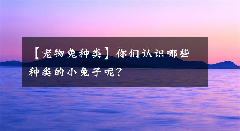 【宠物兔种类】你们认识哪些种类的小兔子呢？